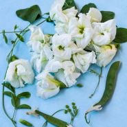 White Butterfly Pea blooms on blue background with pods.