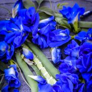 Blue Butterfly Peas with exposed stem.