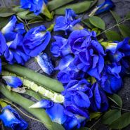 Blue Butterfly Peas with exposed stem.
