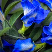 "Dancing" Blue Butterfly Pea flowers.