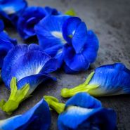 Double Blue Butterfly Pea flowers on dark slab.