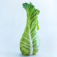 A single Filderkraut Cabbage head standing upright on a white background.