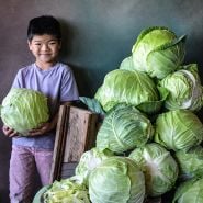 Cyan smiling and holding a Glory of Enkhuizen Cabbage head with a giant pile of cabbages.