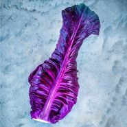 A single Kalibos Cabbage on a stone background.
