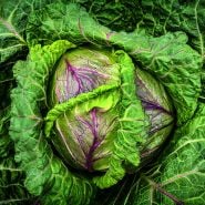 Violaceo di Verona Cabbage head growing in the garden at Baker Creek.