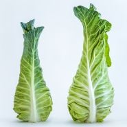 A pair of Filderkraut Cabbage heads standing upright on a white seamless background.