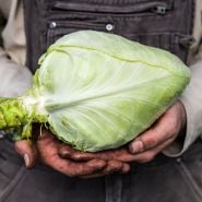Cour di Bue Cabbage