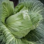 Cour di Bue Cabbage head