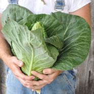 Early Jersey Wakefield Cabbage head