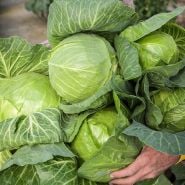 Golden Acre Cabbage heads being carried by gardener