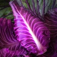Kalibos Cabbage head on a bed of leaves.