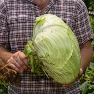 Premium Late Flat Dutch Cabbage head being held