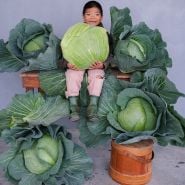 Cyan sitting among Premium Late Flat Dutch Cabbage heads