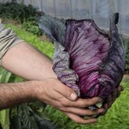Tete Noire Cabbage head being held in garden