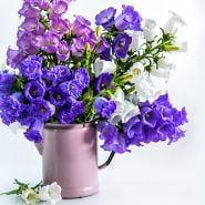 A floral arrangement of Deluxe Rainbow Mix Canterbury Bells in a pink pitcher.
