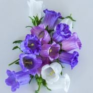 Vertical bouquet of Canterbury Bells in varying colors on light background.