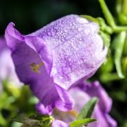 Close up purple Canterbury Bell hanging on vine.