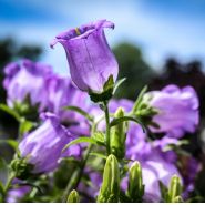 Purple Canterbury Bell bloom appearing as time is standing still.