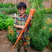 A smiling boy holds up a huge Manpukuji Carrot in the Walipini at Baker Creek.