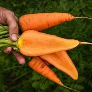 A gardener holding whole and halved Chantenay Red Core Carrots. 