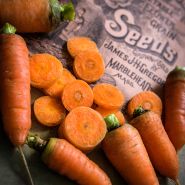 Sliced and whole Danvers 126 Half Long Carrots on an old seed company catalog.