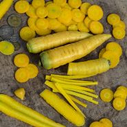 Yellow colored Jaune Obtuse du Doubs Carrots.