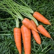Koral Carrots on bed of carrot tops.