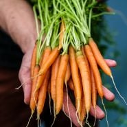 Handful of Little Finger Carrots 