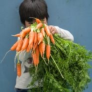 Cyan holding New Kuroda Carrots with carrot tops.