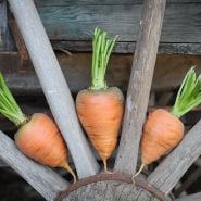 Oxheart Carrots in wagon wheel spokes.