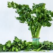 D'Elne Celery in a vintage celery vase surrounded by stalks on white background.