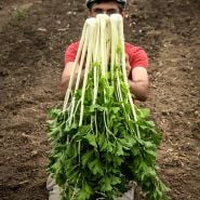 Jere holding three Chinese White Celery freshly pulled from garden.