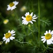German Chamomile flowers growing in a greenhouse at Baker Creek.