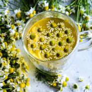 A cup of German Chamomile tea with flowers floating on the top surrounded by blooms.