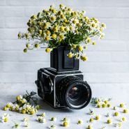 A bouquet of German Chamomile flowers arranged in the viewfinder of a
Hasselblad medium format camera.