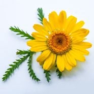A single Kelway Golden Daisy bloom on white background.