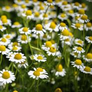 Zloty Lan Chamomile flowers blooming in the garden.