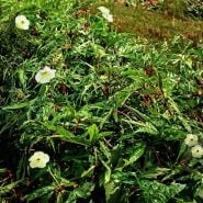 Mature Chief Kubo's Prize Hibiscus Plants growing outside at the Baker Creek trial farm in Missouri.