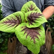 Baker Creek's manager holding large Chinese Multicolor Spinach leaves.