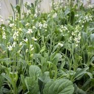 Broccoli Yod Fah growing in garden.