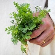 A man holding a Dwarf Lemon Cilantro plant.
