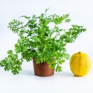 A Dwarf Lemon Cilantro plant in a terra cotta pot with a whole lemon to show the size on a white background.