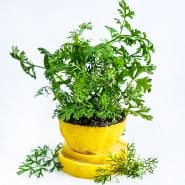 Dwarf Lemon Cilantro plant in a halved lemon as pot on a white background.