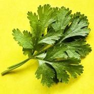 A close-up detail of Dwarf Lemon Cilantro leaves on bright lemon-yellow background.