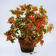 Colocha Sunset Coleus in a terra cotta pot on a white background.