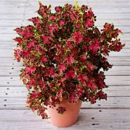 A Colocha Rose Coleus plant in pot sitting on the front porch of the Baker Creek Seed Store.