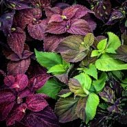 Pinto Mix Coleus growing in the tile garden at Baker Creek.