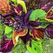 A close-up of colorful Pinto Mix Coleus leaves on a slate background.