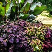 Pinto Mix Coleus flourishing in a garden at the Baker Creek location in Mansfield, Missouri.