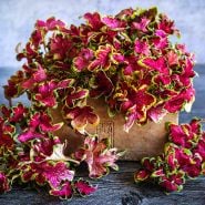 Colocha Rose Coleus leaves arranged in wooden box against a grey background.